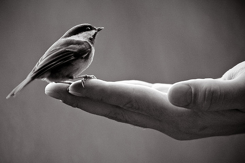A Bird In The Hand Is Worth Two In The Bush Robertson Easterling